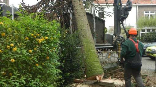 Bomen rooien Zonnemaire